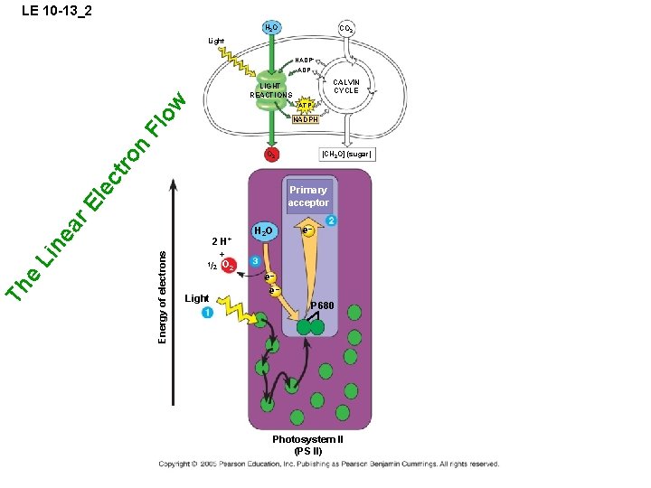 LE 10 -13_2 H 2 O CO 2 Light NADP+ ADP CALVIN CYCLE ow