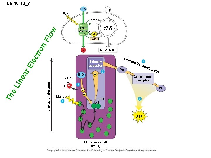 LE 10 -13_3 H 2 O CO 2 Light NADP+ ADP low ATP tro