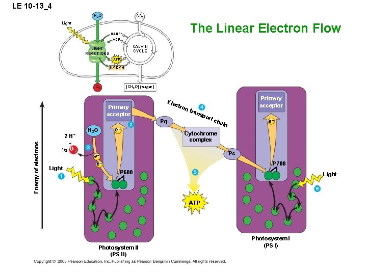 LE 10 -13_4 H 2 O CO 2 Light The Linear Electron Flow NADP+