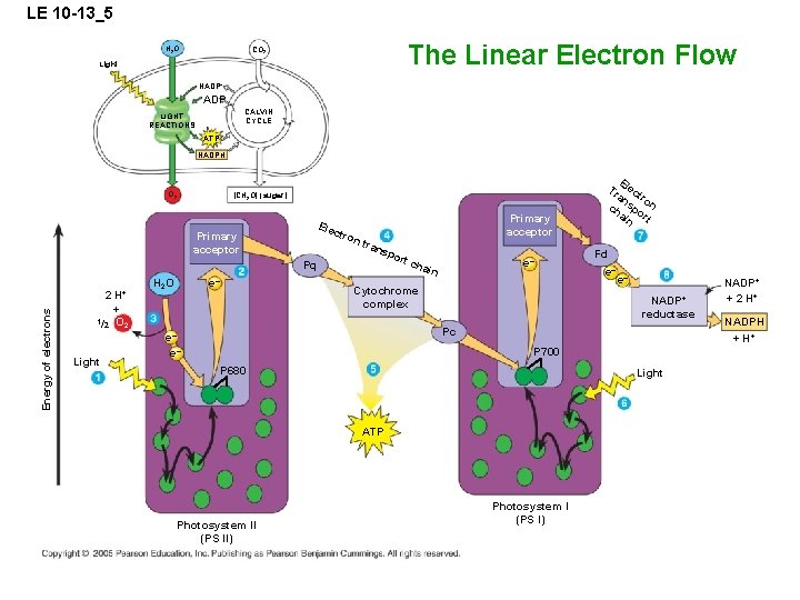 LE 10 -13_5 H 2 O The Linear Electron Flow CO 2 Light NADP+