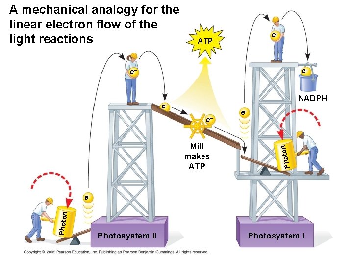A mechanical analogy for the linear electron flow of the light reactions e– ATP
