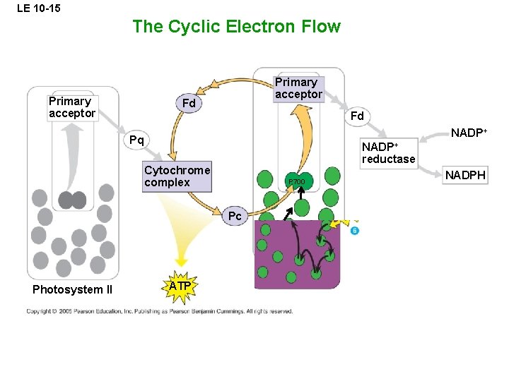 LE 10 -15 The Cyclic Electron Flow Primary acceptor Fd Fd NADP+ Pq NADP+