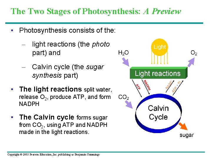 The Two Stages of Photosynthesis: A Preview • Photosynthesis consists of the: – light