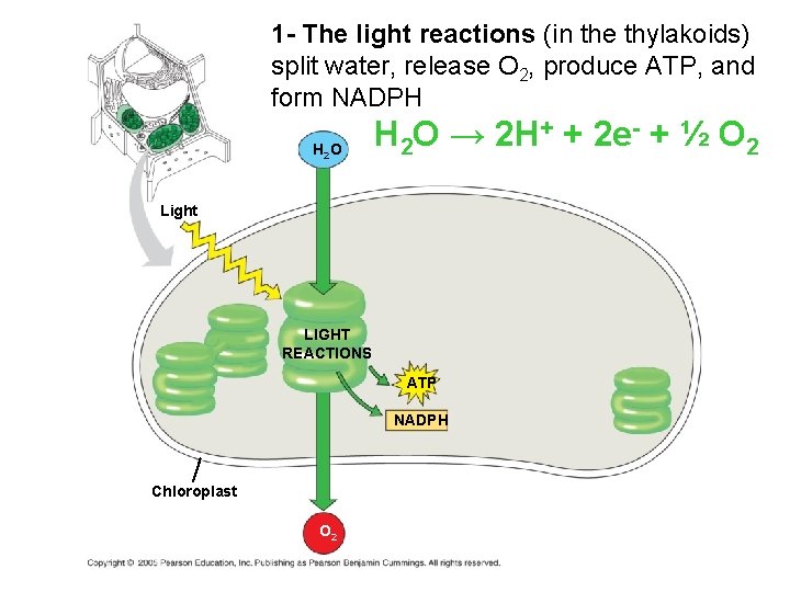 1 - The light reactions (in the thylakoids) split water, release O 2, produce