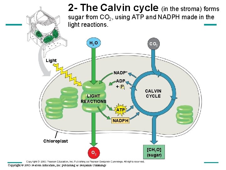 2 - The Calvin cycle (in the stroma) forms sugar from CO 2, using
