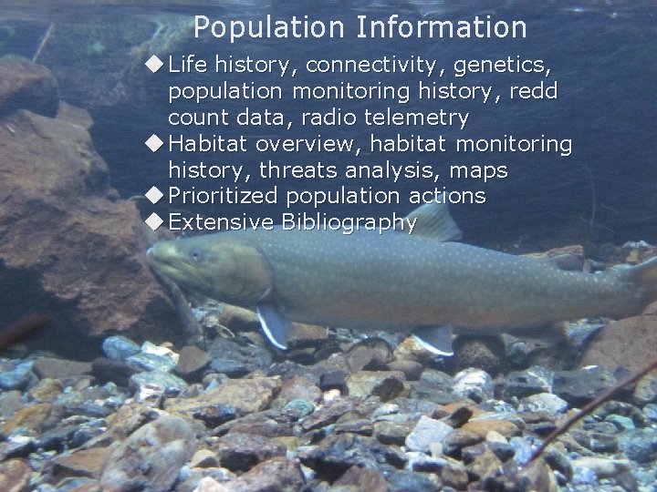 Population Information Life history, connectivity, genetics, population monitoring history, redd count data, radio telemetry