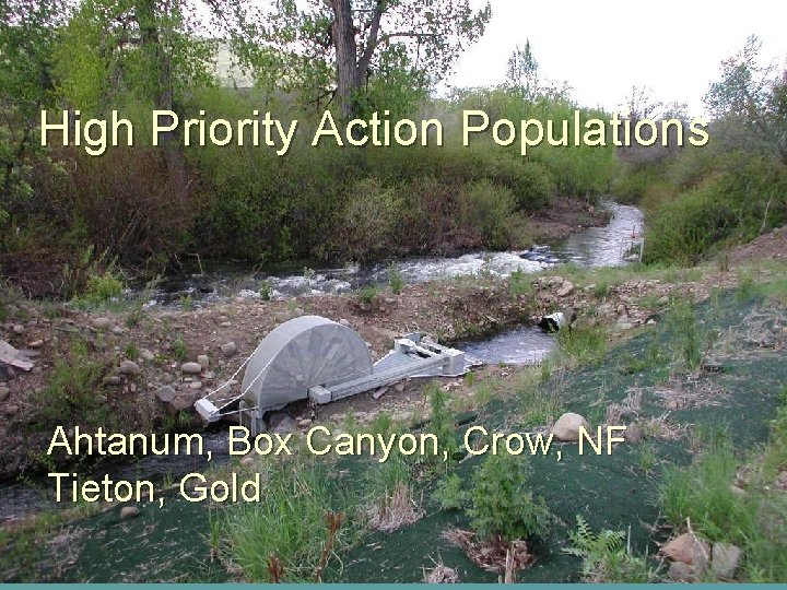 High Priority Action Populations Ahtanum, Box Canyon, Crow, NF Tieton, Gold 