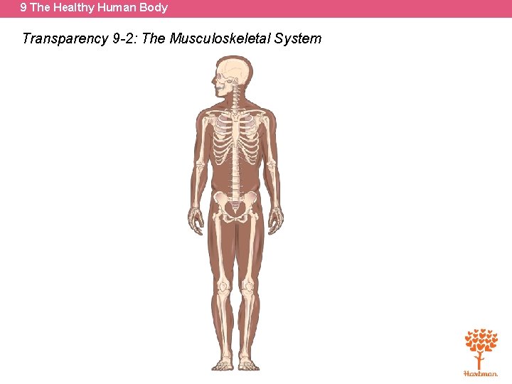 9 The Healthy Human Body Transparency 9 -2: The Musculoskeletal System 