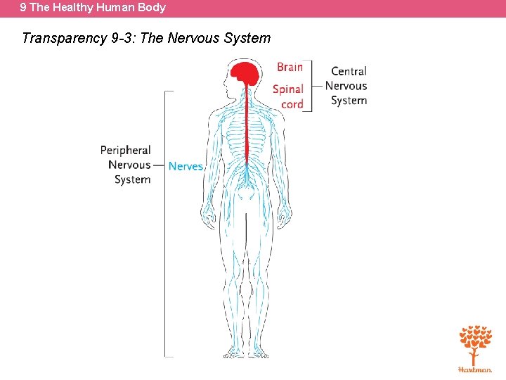 9 The Healthy Human Body Transparency 9 -3: The Nervous System 
