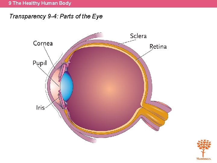 9 The Healthy Human Body Transparency 9 -4: Parts of the Eye 