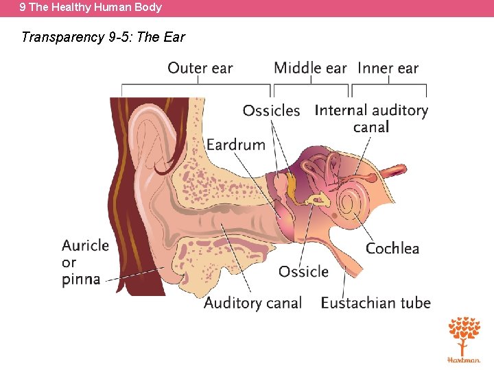 9 The Healthy Human Body Transparency 9 -5: The Ear 