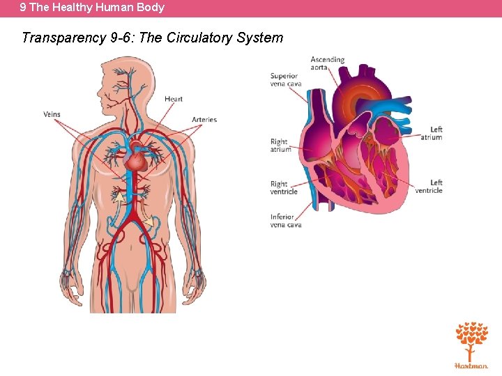 9 The Healthy Human Body Transparency 9 -6: The Circulatory System 