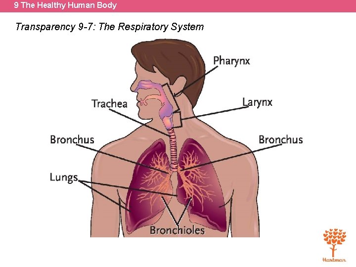 9 The Healthy Human Body Transparency 9 -7: The Respiratory System 