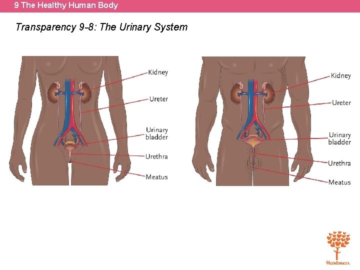 9 The Healthy Human Body Transparency 9 -8: The Urinary System 