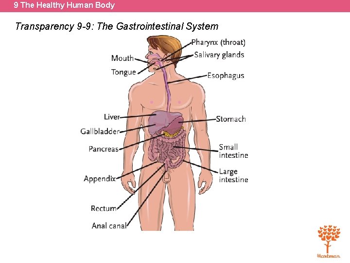 9 The Healthy Human Body Transparency 9 -9: The Gastrointestinal System 