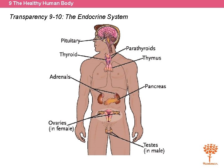 9 The Healthy Human Body Transparency 9 -10: The Endocrine System 
