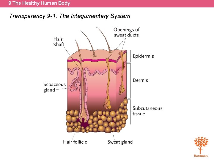 9 The Healthy Human Body Transparency 9 -1: The Integumentary System 