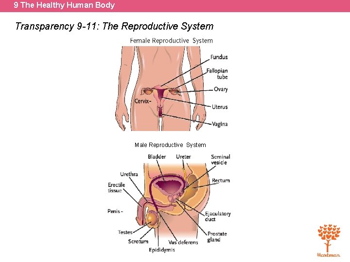 9 The Healthy Human Body Transparency 9 -11: The Reproductive System Male Reproductive System