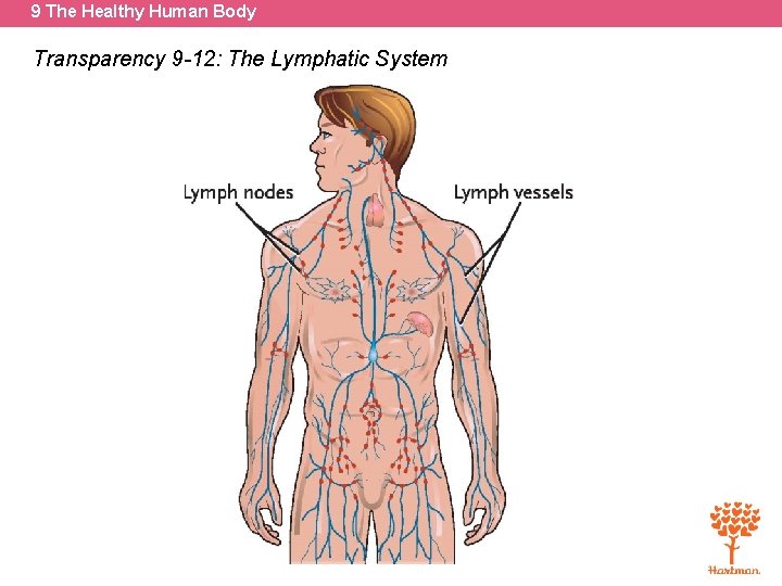 9 The Healthy Human Body Transparency 9 -12: The Lymphatic System 
