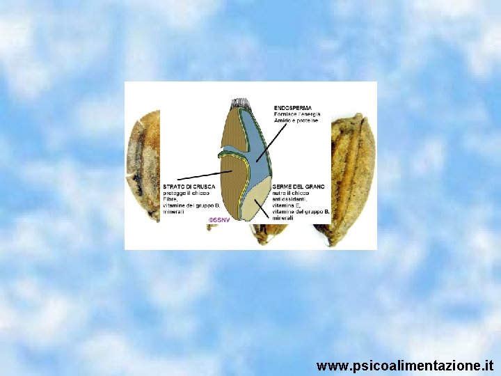 www. psicoalimentazione. it 