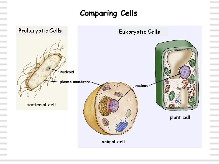 Prokaryotic Cells Eukaryotic Cells 
