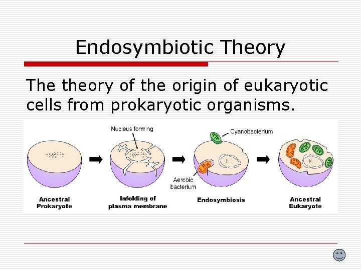 Endosymbiotic Theory The theory of the origin of eukaryotic cells from prokaryotic organisms. 