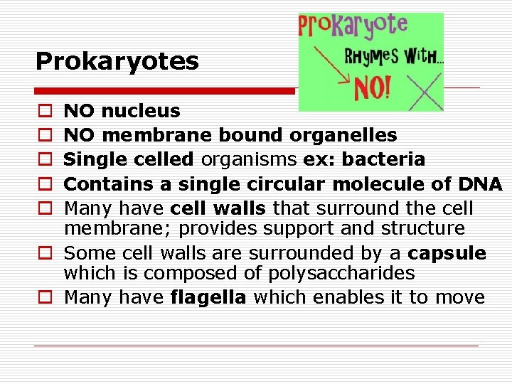 Prokaryotes NO nucleus NO membrane bound organelles Single celled organisms ex: bacteria Contains a