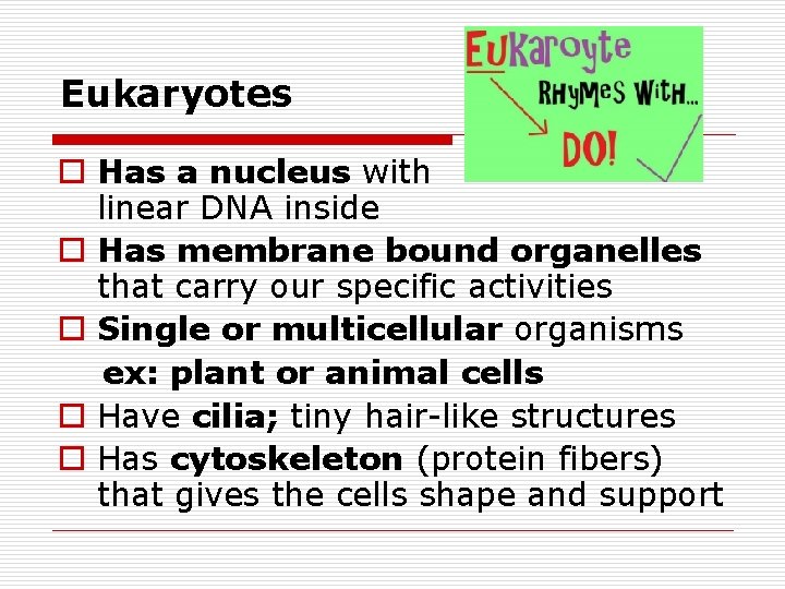 Eukaryotes o Has a nucleus with linear DNA inside o Has membrane bound organelles