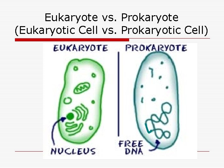 Eukaryote vs. Prokaryote (Eukaryotic Cell vs. Prokaryotic Cell) 