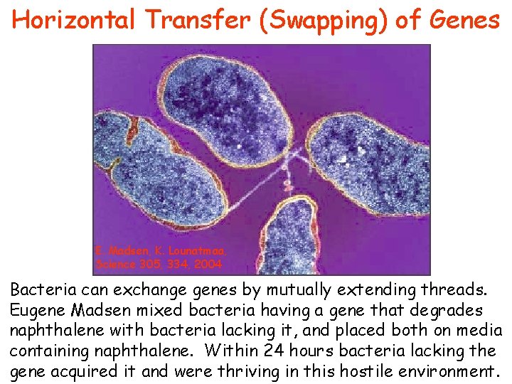 Horizontal Transfer (Swapping) of Genes E. Madsen, K. Lounatmaa, Science 305, 334, 2004 Bacteria