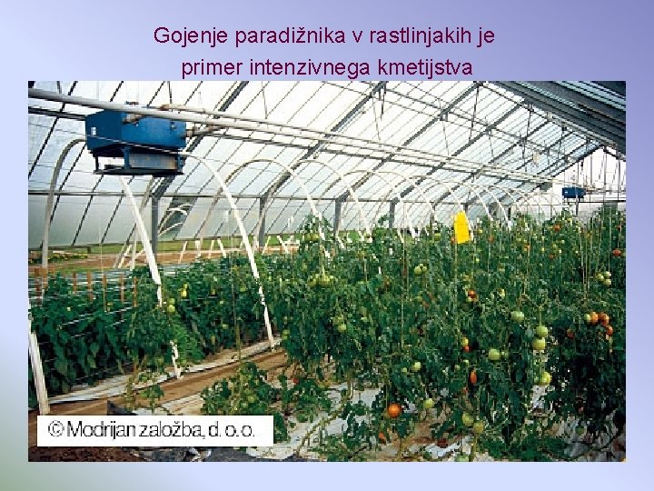 Gojenje paradižnika v rastlinjakih je primer intenzivnega kmetijstva 