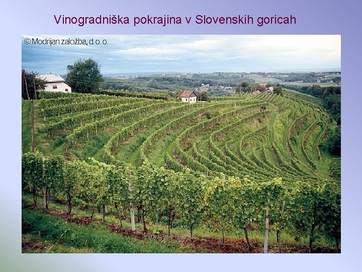 Vinogradniška pokrajina v Slovenskih goricah 