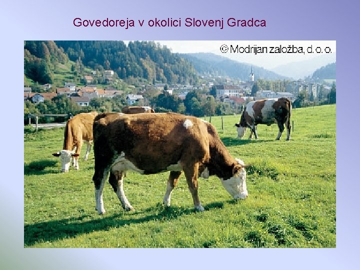Govedoreja v okolici Slovenj Gradca 