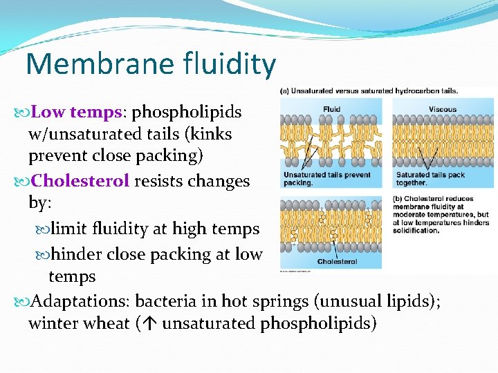 Membrane fluidity Low temps: phospholipids w/unsaturated tails (kinks prevent close packing) Cholesterol resists changes