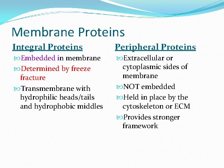 Membrane Proteins Integral Proteins Peripheral Proteins Embedded in membrane Determined by freeze fracture Transmembrane