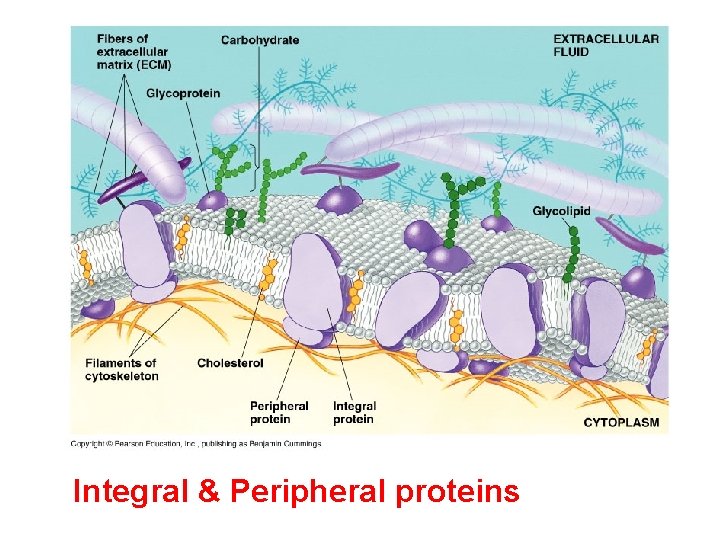 Integral & Peripheral proteins 