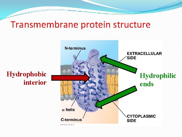 Transmembrane protein structure Hydrophobic interior Hydrophilic ends 