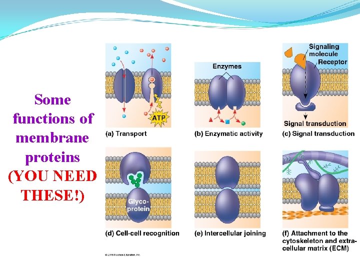 Some functions of membrane proteins (YOU NEED THESE!) 