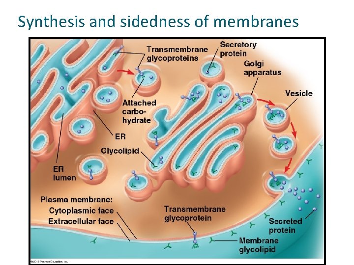 Synthesis and sidedness of membranes 