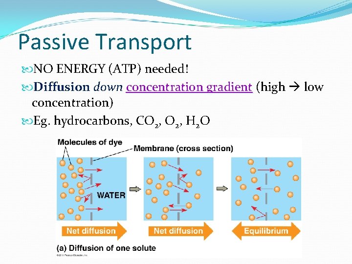 Passive Transport NO ENERGY (ATP) needed! Diffusion down concentration gradient (high low concentration) Eg.