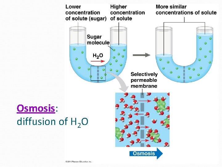 Osmosis: diffusion of H 2 O 