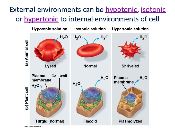 External environments can be hypotonic, isotonic or hypertonic to internal environments of cell 