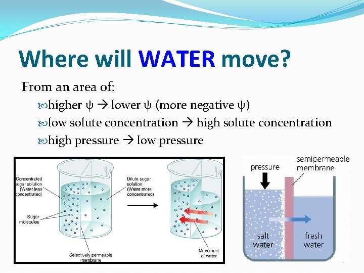 Where will WATER move? From an area of: higher ψ lower ψ (more negative
