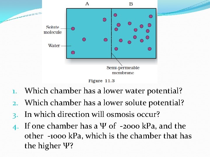 1. 2. 3. 4. Which chamber has a lower water potential? Which chamber has