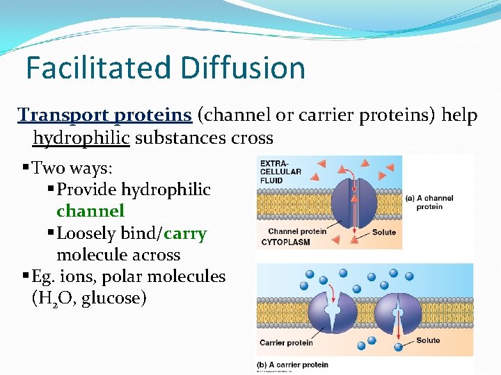 Facilitated Diffusion Transport proteins (channel or carrier proteins) help hydrophilic substances cross § Two