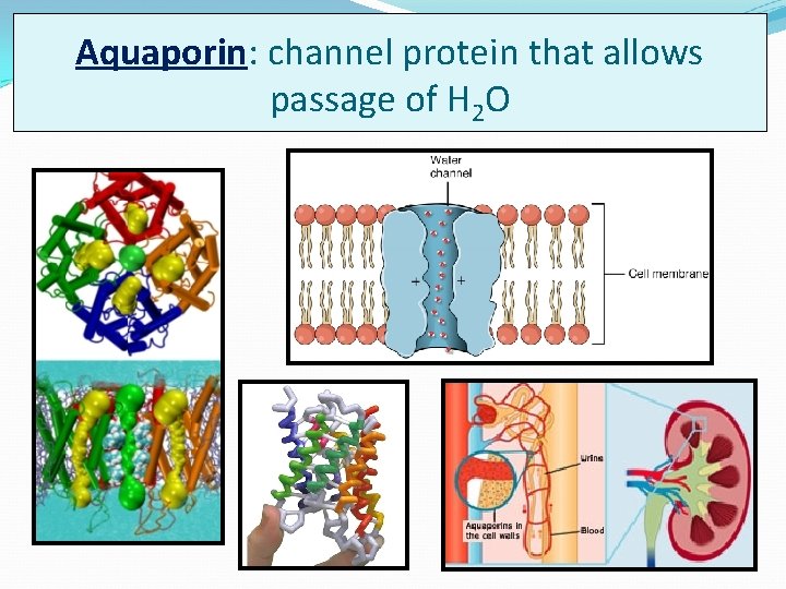 Aquaporin: channel protein that allows passage of H 2 O 