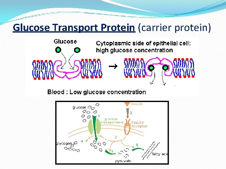 Glucose Transport Protein (carrier protein) 
