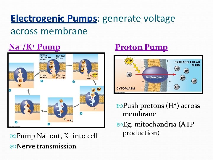 Electrogenic Pumps: generate voltage across membrane Na+/K+ Pump Na+ out, K+ into cell Nerve