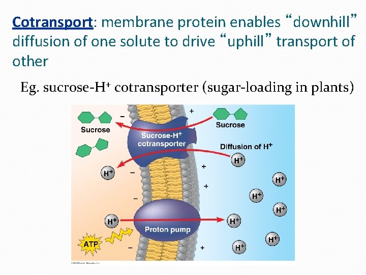 Cotransport: membrane protein enables “downhill” diffusion of one solute to drive “uphill” transport of