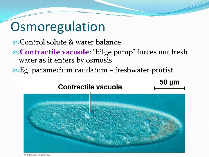 Osmoregulation Control solute & water balance Contractile vacuole: “bilge pump” forces out fresh water